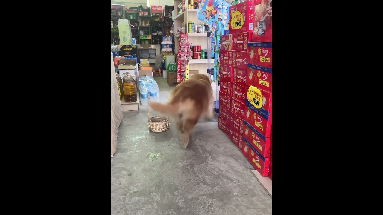 Golden Retriever Trade Time #shorts #dogs