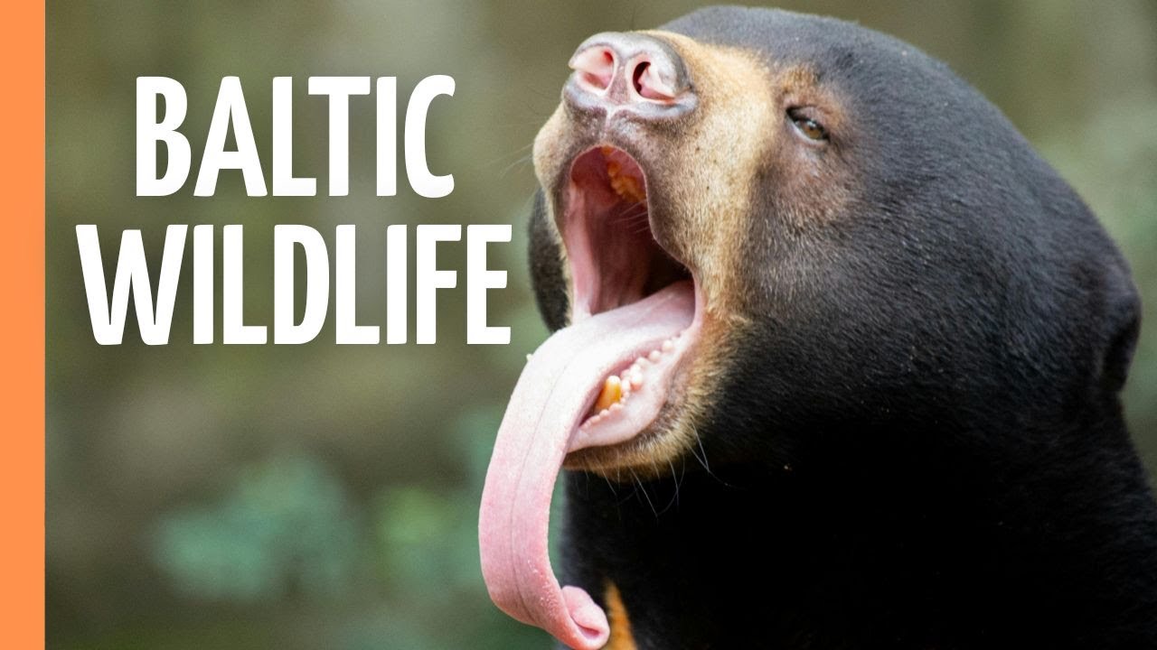 The Baltic forest and moorland | Full Documentary