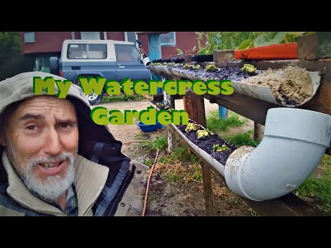 How I made a Water Cress Garden ~ Clay Tall Stories