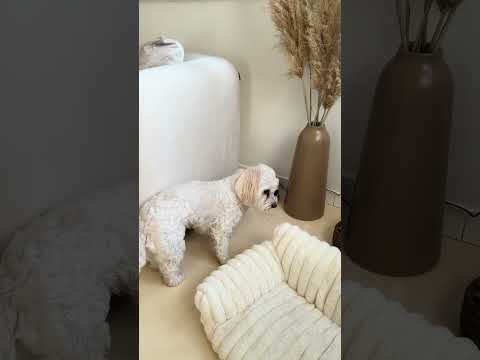 🐩Helyzet jelentés Pixiről💖✌🏼 #epilepsy #puppy