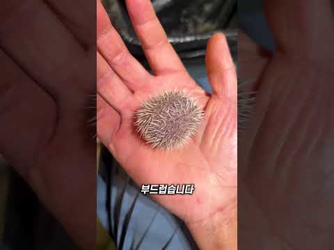 고슴도치의 가시