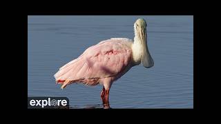Florida · Alligator Swamp and Spoonbills live stream