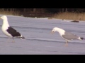 Great Black Backed Gull And Herring Gull S Friendship