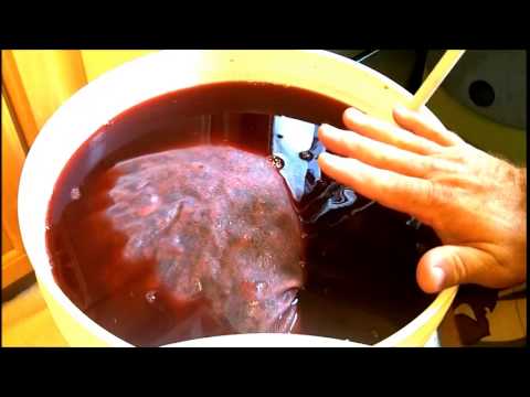 download lagu mp3 mp4 Blackberry Wine Recipe 5 Gallons, download lagu Blackberry Wine Recipe 5 Gallons gratis, unduh video klip Blackberry Wine Recipe 5 Gallons