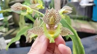 Download Lagu Catasetum fimbriatum Thumbnail