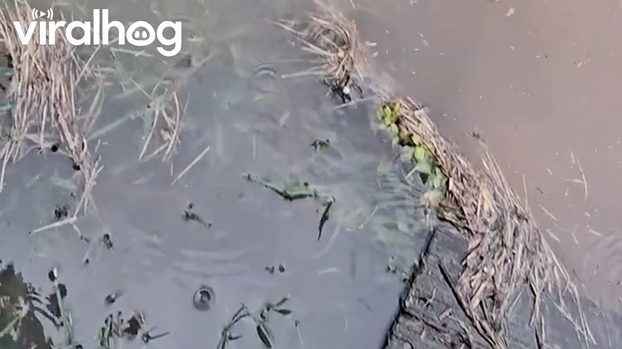 Flood Full of Spiders || ViralHog