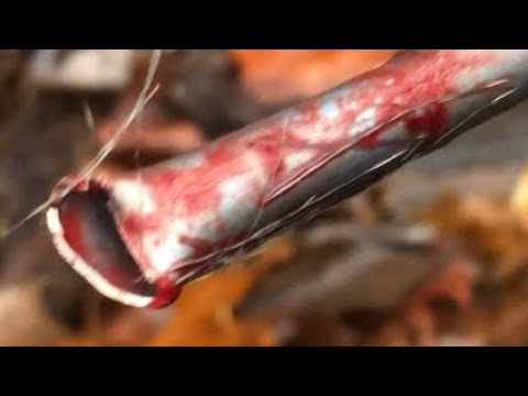 Successful Whitetail Hunt [ warning graphic content]