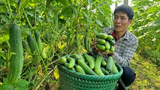 Harvest Cucumber Goes to the market sell - Take Care Of The Pet | Solo Survival