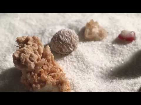 Go Back To The Zoo - Boy (Official Video)