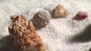 Go Back To The Zoo - Boy (Official Video)