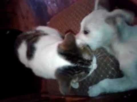 Pinto(cat) and Bata(dog) ""Fight"" FUNNY