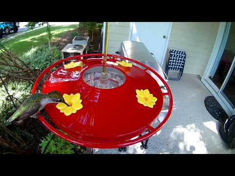 Patio Hummingbirds Getting Ready to Migrate