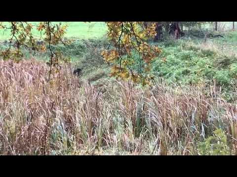 Nimrod 2018, proef A eerste apport