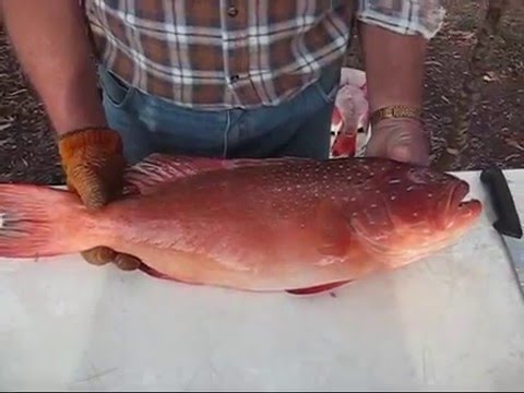 download lagu mp3 mp4 Coral Trout Fillet, download lagu Coral Trout Fillet gratis, unduh video klip Coral Trout Fillet