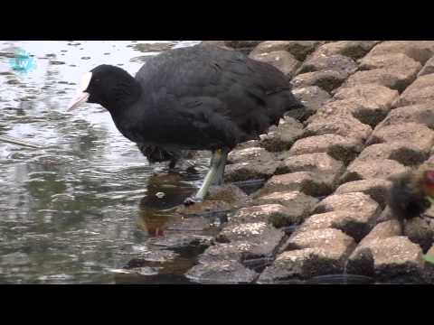 Natuurfilm Brandevoort Trailer