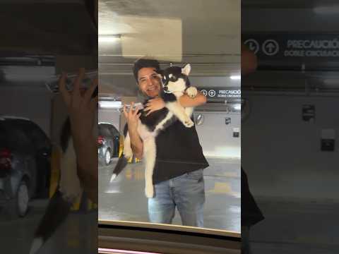 😮‍💨 Tesla no deja de sorprender! #Tecnologia #Tesla #Model3 #ModoPerro #iPhoneTips