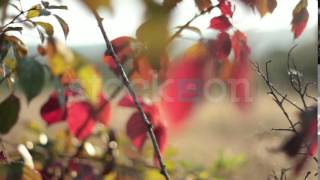 Fall Leaves Video Loop