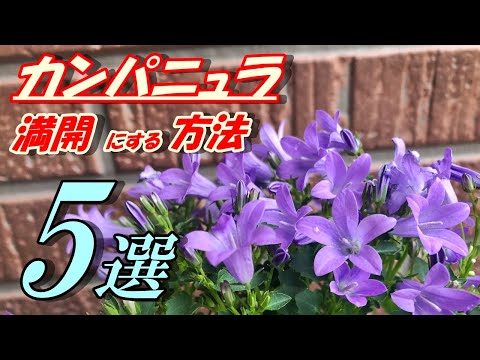 ファセリア・カンパヌラリアについて詳しく解説