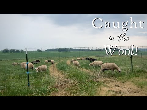 Caught in the Wool! Knitting Podcast Ep. 46
