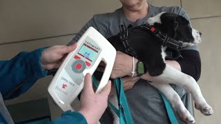 New tool helps Waco residents locate beloved lost pets