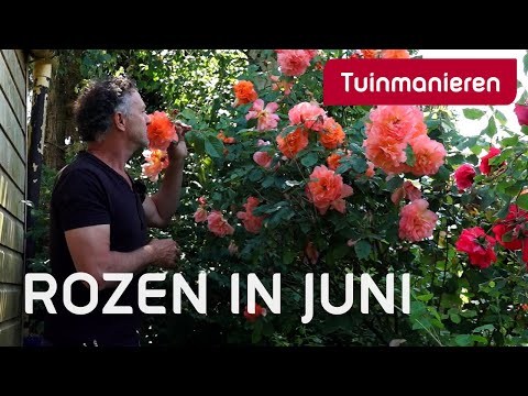 , title : 'Rozen in juni | Hoe verzorg je je rozen? | Tuinmanieren'