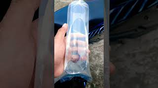 Download lagu Kena Begal Akibat Beli Ikan Cupang #shorts mp3 Download lagu Kena Begal Akibat Beli Ikan Cupang #shorts mp3