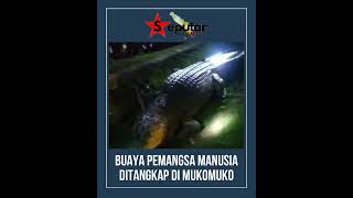 Download lagu Diduga Pemangsa Manusia, Buaya di Mukomuko Ditangkap mp3