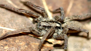 Spider's Creepy Mating 'Purr' Recorded by Researchers | Video