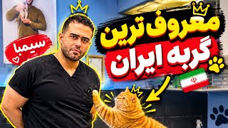 سیمبا،گربه ی معروف!😻😺