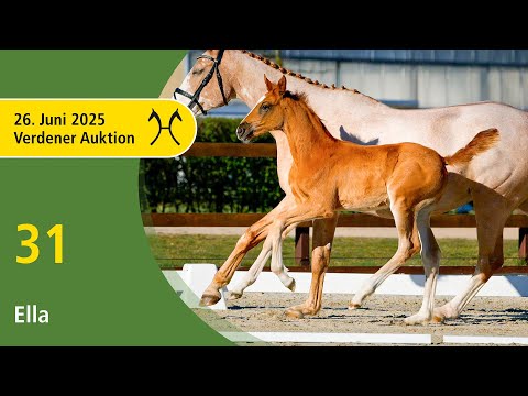 No. 31 Ella by Emerald van het Ruytershof | Verden Auction Online - foals - June, 26th