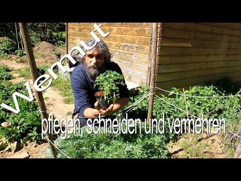Wermut schneiden, pflegen und vermehren
