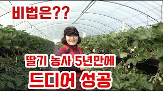 딸기 농사 5년만에 성공했습니다!!!! 그 비법은 무엇일까요? 이제 딸기 재배가 이해가 갑니다.