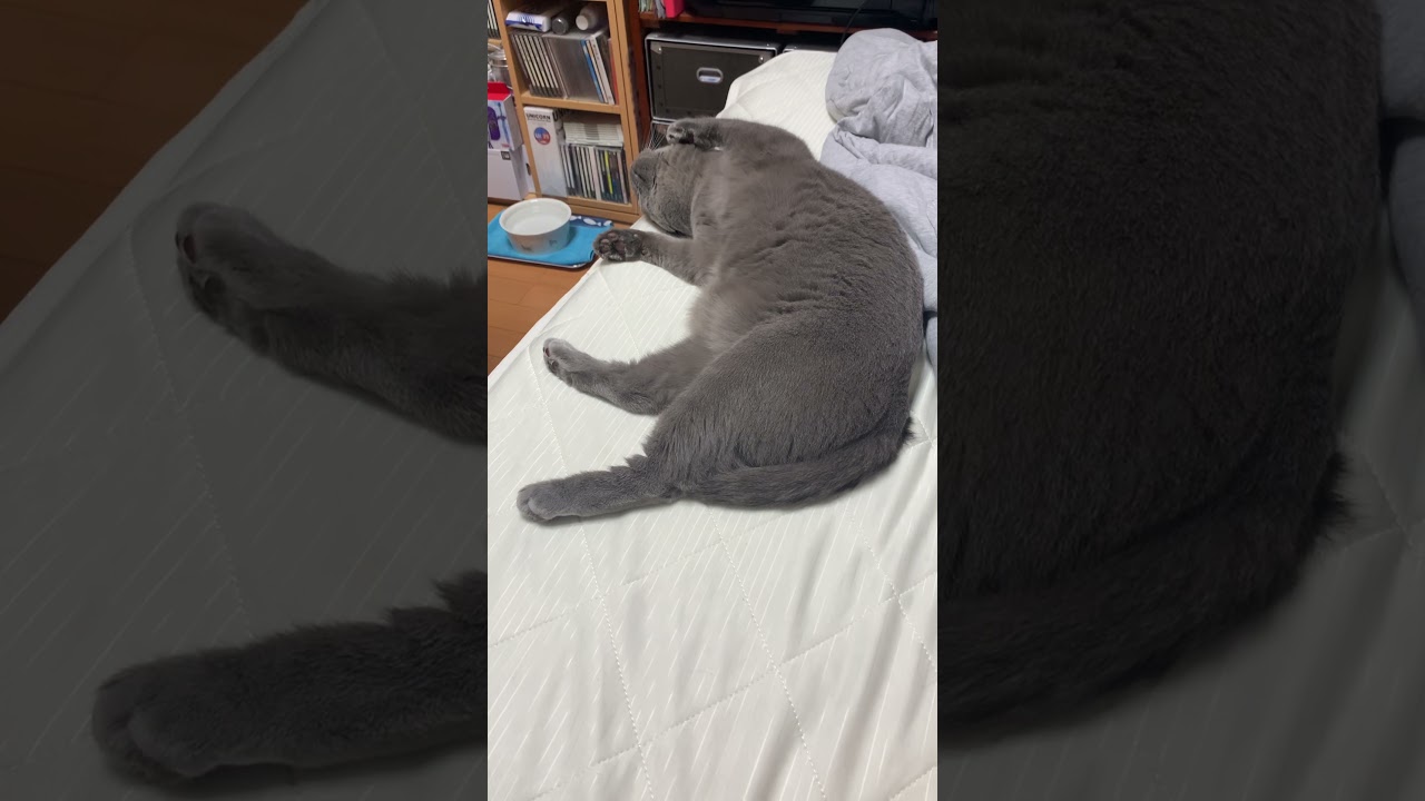 活きのいいシッポ！