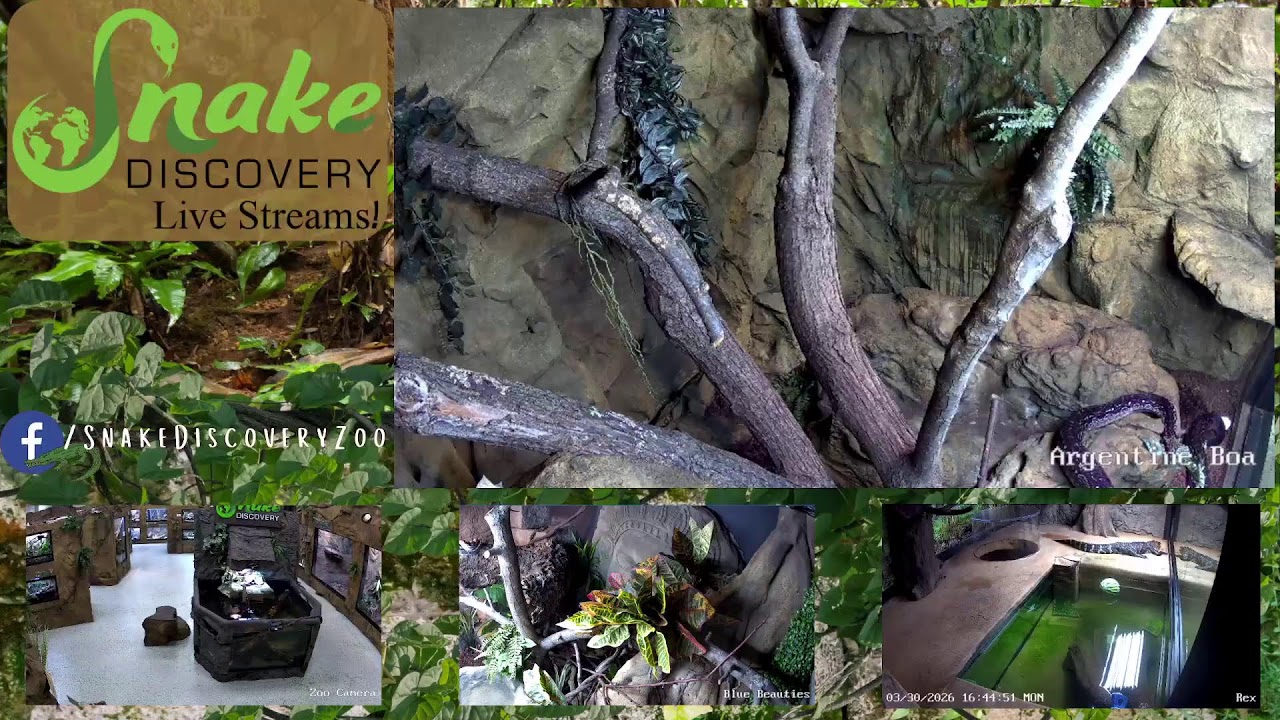 Random Accidental Zoo Livestream - Oops