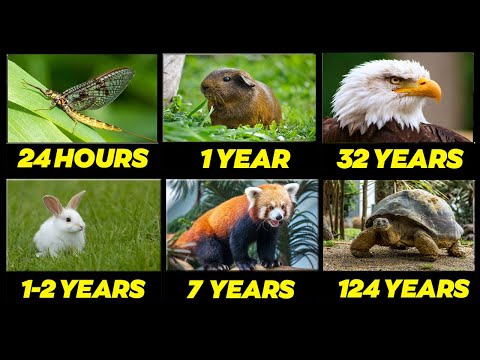 , title : 'The Shortest and Longest Lifespans of Animals'