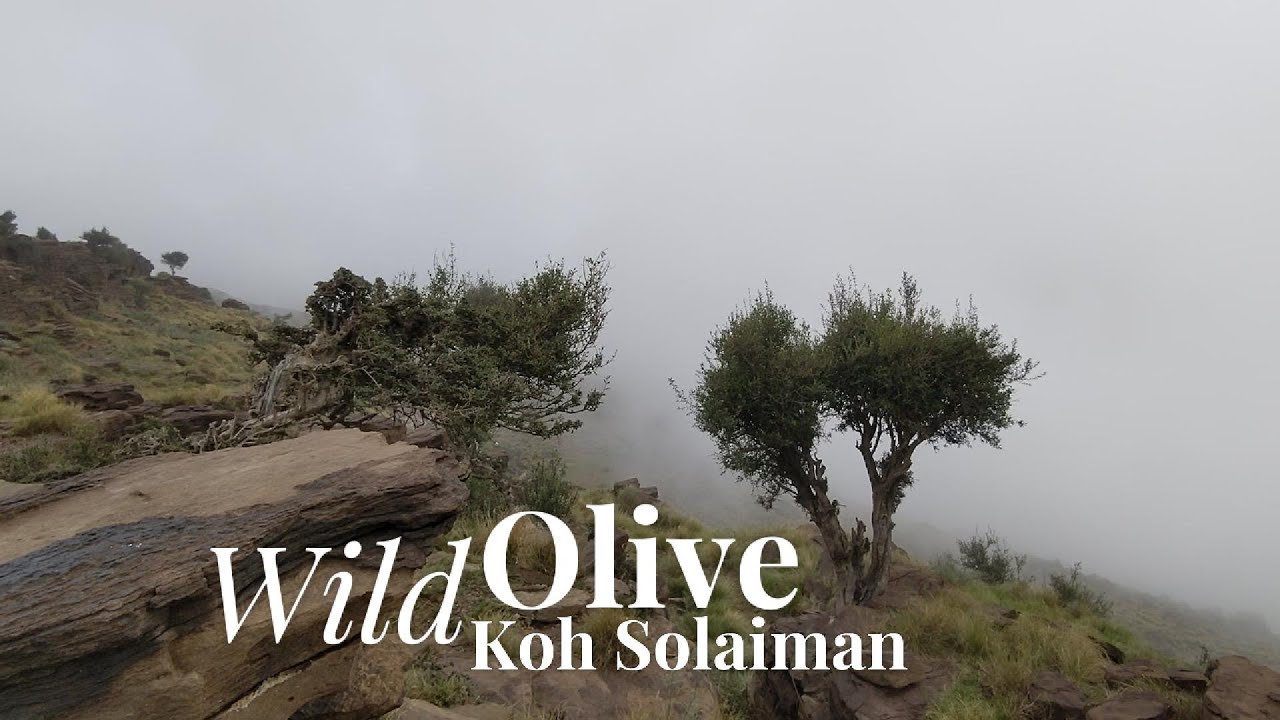 Wild olives of koh solaiman, Balochistan