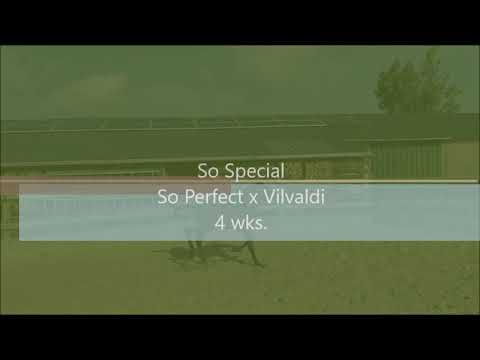 Filly So Special from So Perfect