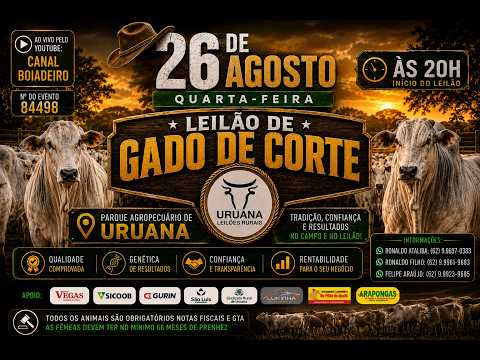 Leilão de Gado -  Uruana Leilões - Leilão de Gado de Corte em Goiás @canal.boiadeiro #live #gado