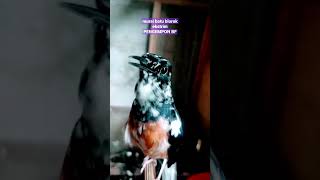 Download lagu murai batu blorok ekstrim #muraibatumedan #blorok #gacor mp3