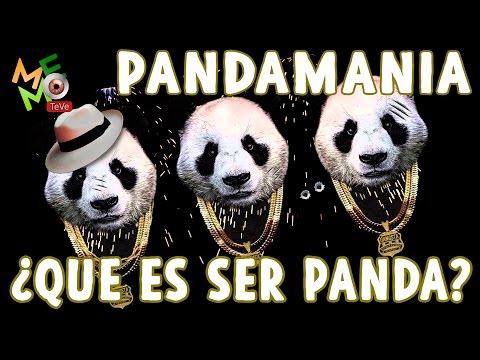 Pandamania ¿ Que Es Ser Panda ? -  Memo TeVe