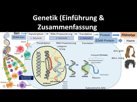 Genetics [Introduction / Summary, 1/2] - Abitur [Biology, Genetics, Upper Secondary Level]