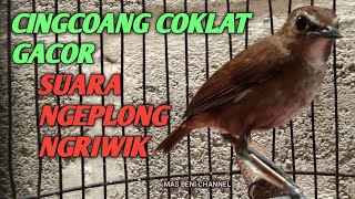 Download lagu CINGCOANG COKLAT GACOR SUARA NGEPLONG NGERIWIK mp3 Download lagu CINGCOANG COKLAT GACOR SUARA NGEPLONG NGERIWIK mp3