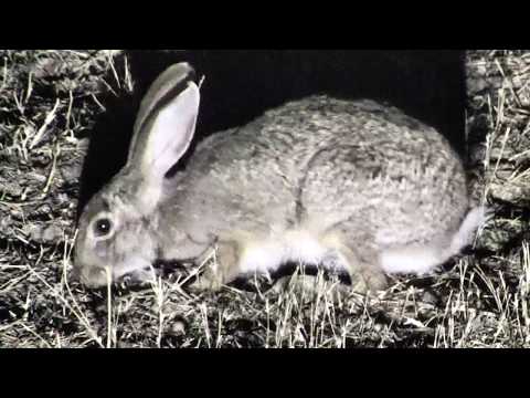 Djuma: Scrub Hare feeding - 02:57 - 09/19/18