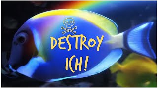 Tank Transfer Method - Eliminate Ich During Quarantine!