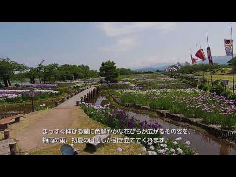 阿賀野市観光協会　瓢湖あやめ園