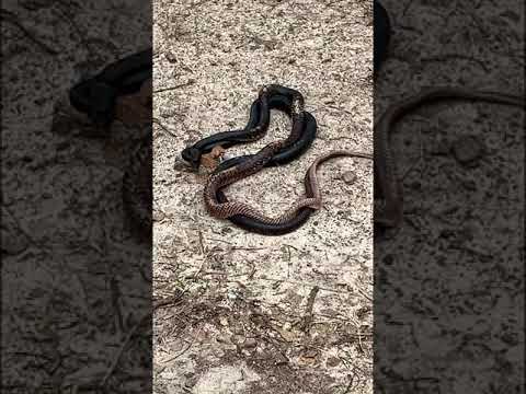 Black Snakes Mating