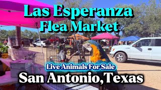 Live Animals for Sale at the San Antonio TX Flea Market