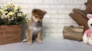 Video preview image #1 Shiba Inu Puppy For Sale in SAN FRANCISCO, CA, USA