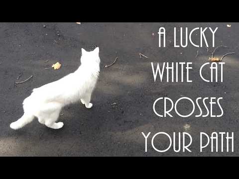 A Lucky White Cat Crosses Your Path