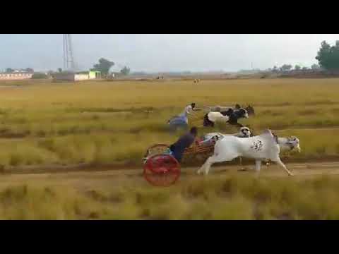 #Champion Bulls Of Pakistan Bulls Races Faisalabad